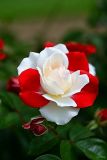 Tudor Rose Parfümöl